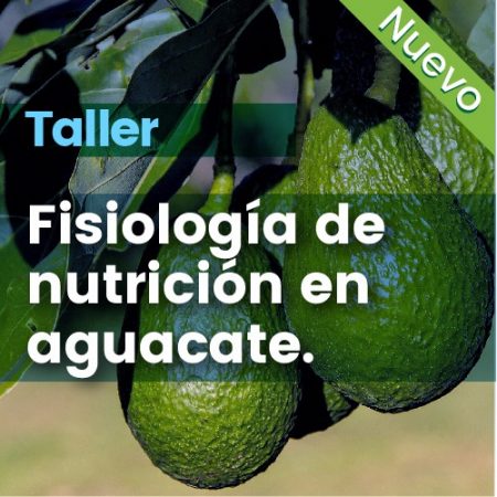 Taller: Fisiologia De Nutricion En Aguacate
