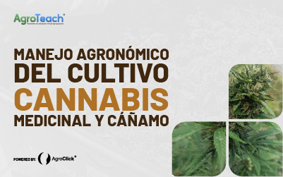Curso: Técnico en Cannabis Medicinal y Cáñamo – Manejo Agronómico